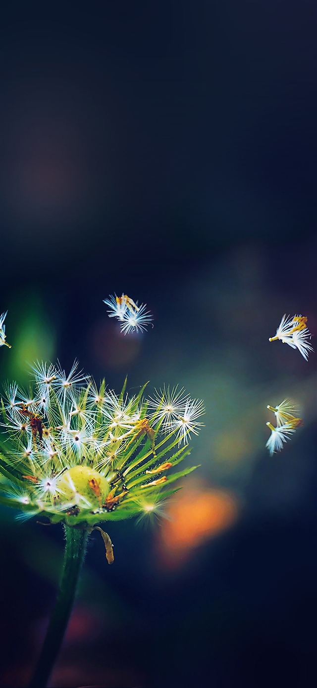 1125x2436 Blowing dandelion flower - cyan iPhone X Wallpaper