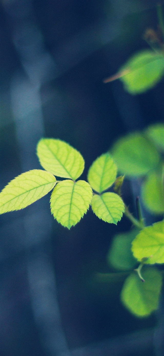 1125x2436 Greenish flower blue leaf - bokeh iPhone X Wallpaper