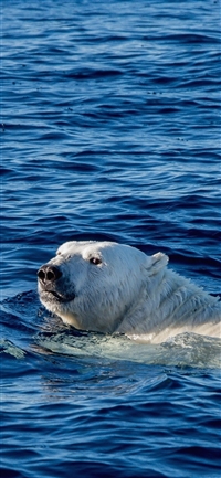 Swim polar bear sea animal wallpaper