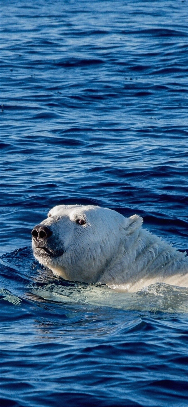 1125x2436 Swim polar bear sea animal - cyan iPhone X Wallpaper