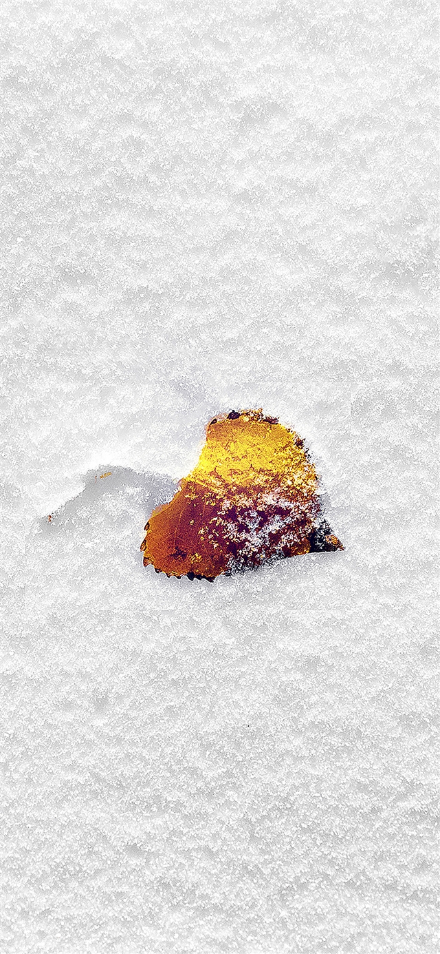 1125x2436 Snow leaf - snow iPhone X Wallpaper