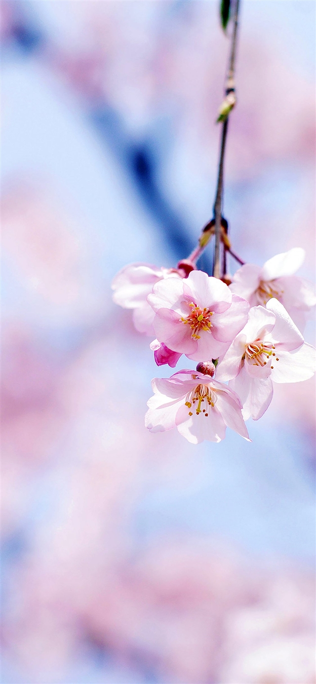 1125x2436 Cherry blossom bw gongsateam flower - bokeh iPhone X Wallpaper