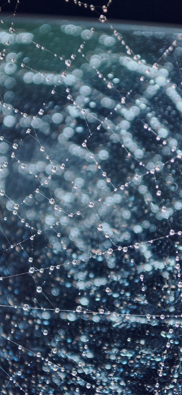1125x2436 Raindrops night nature spider web - bokeh iPhone X Wallpaper