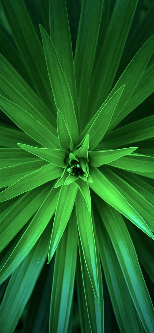 1125x2436 Leaf flower green line - cyan iPhone X Wallpaper