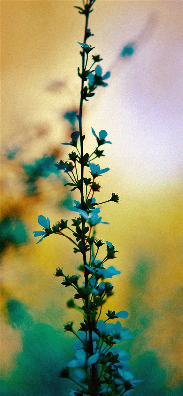 1125x2436 Blue flower sunny bright day bokeh - cyan iPhone X Wallpaper