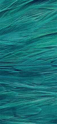Feather blue bird pattern wallpaper