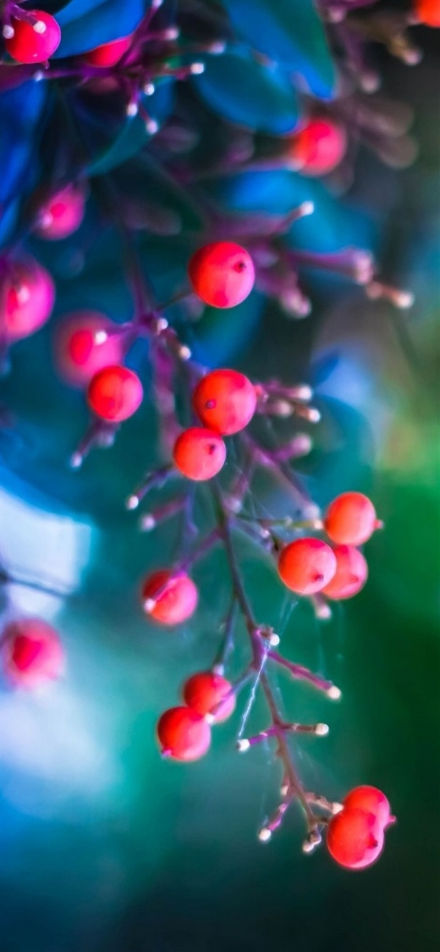 1125x2436 Twig berries leaves background - cyan iPhone X Wallpaper