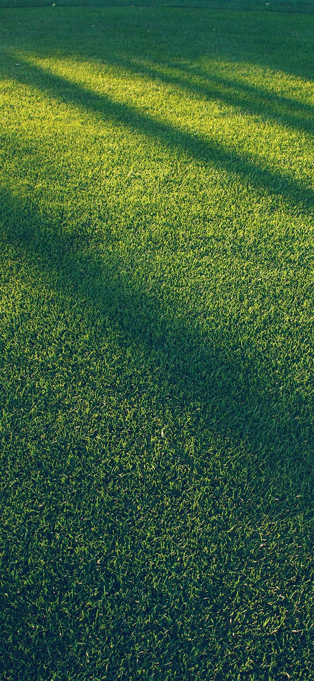 1125x2436 Lawn grass sunlight green blue pattern - yellow iPhone X Wallpaper