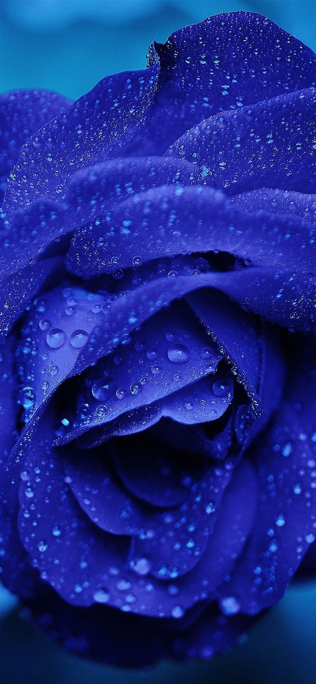 1125x2436 Rose flower blue rain bokeh zoom -  iPhone X Wallpaper