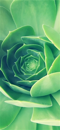 Fleshy close up iPhone X(S/Max/R) wallpaper