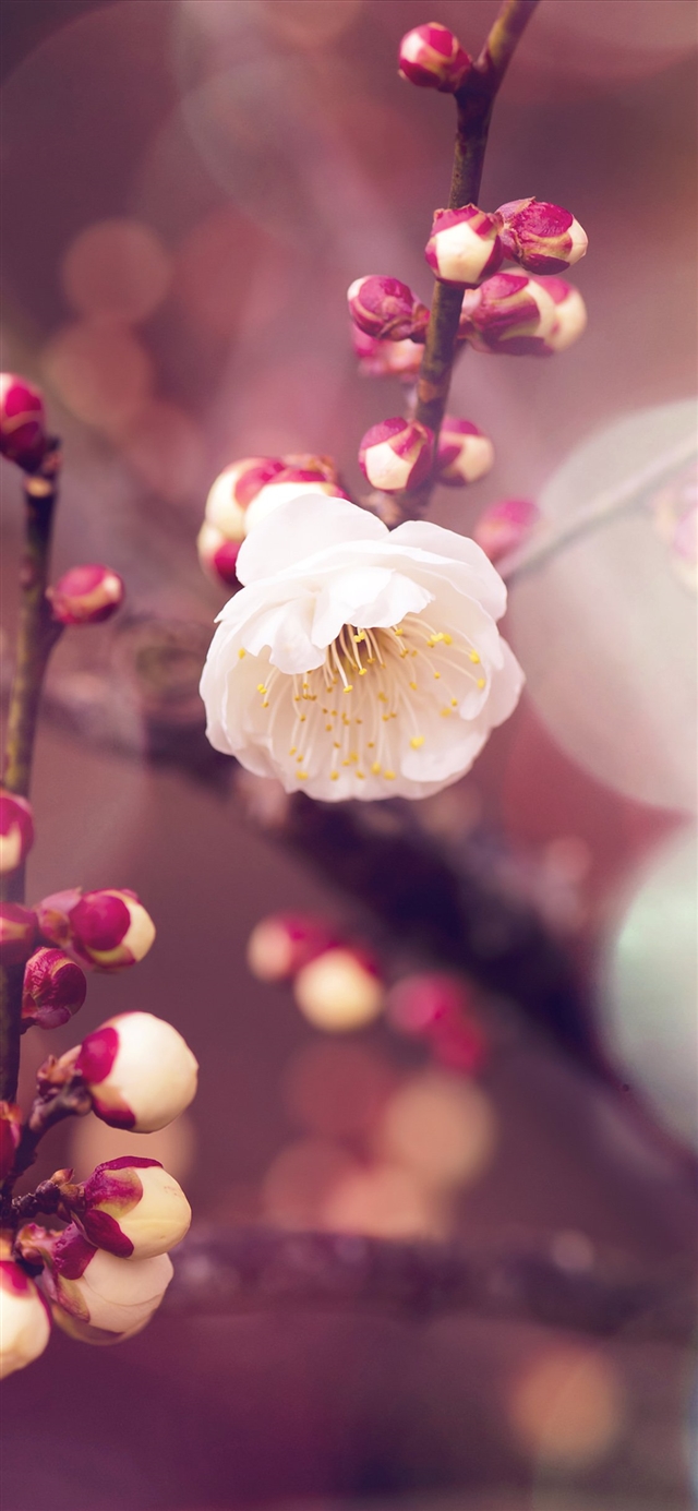 1125x2436 Apricot flower bud flare spring - bokeh iPhone X Wallpaper
