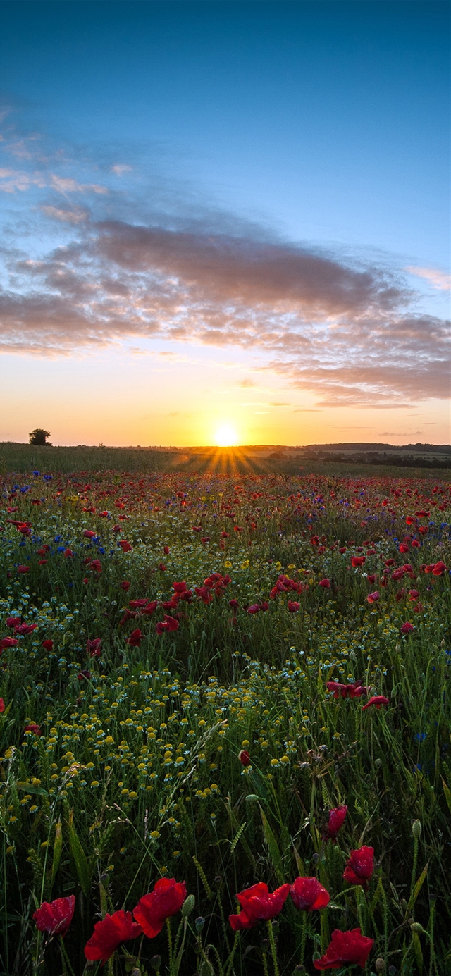 1125x2436 Sunset flower - cyan iPhone X Wallpaper