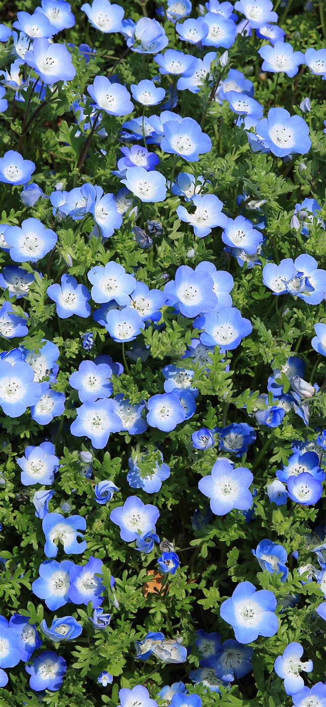 1125x2436 Flower spring - spring iPhone X Wallpaper