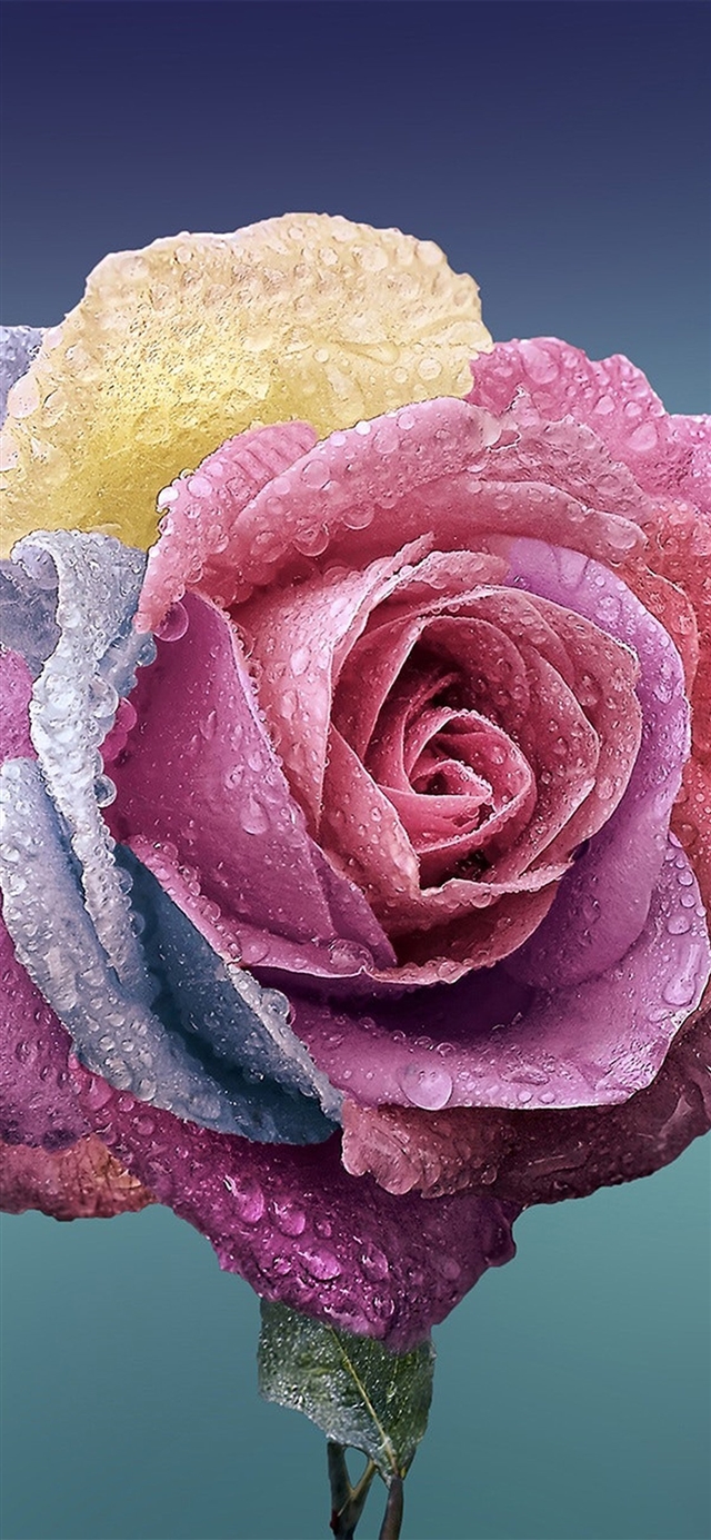 1125x2436 Flower rose art illustration - blue iPhone X Wallpaper