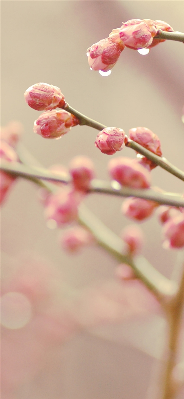 1125x2436 Plants drops branch spring - branch iPhone X Wallpaper