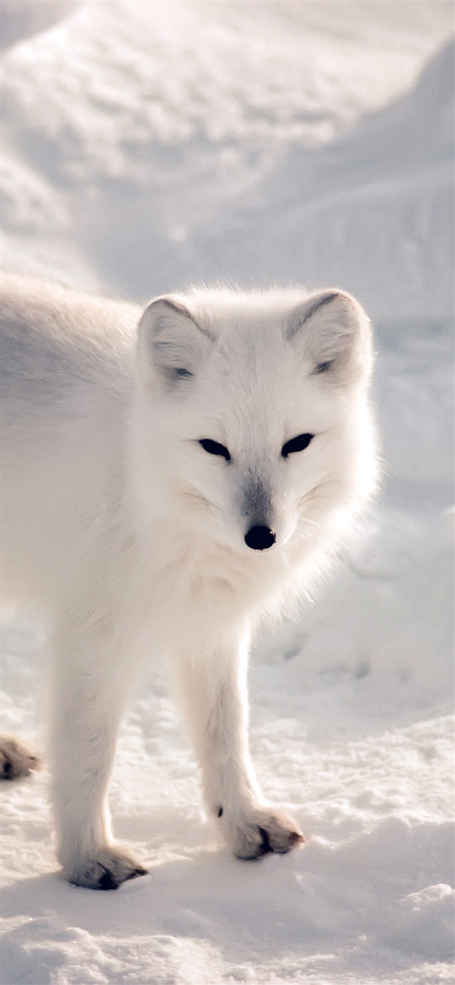 1125x2436 White fox -  iPhone X Wallpaper