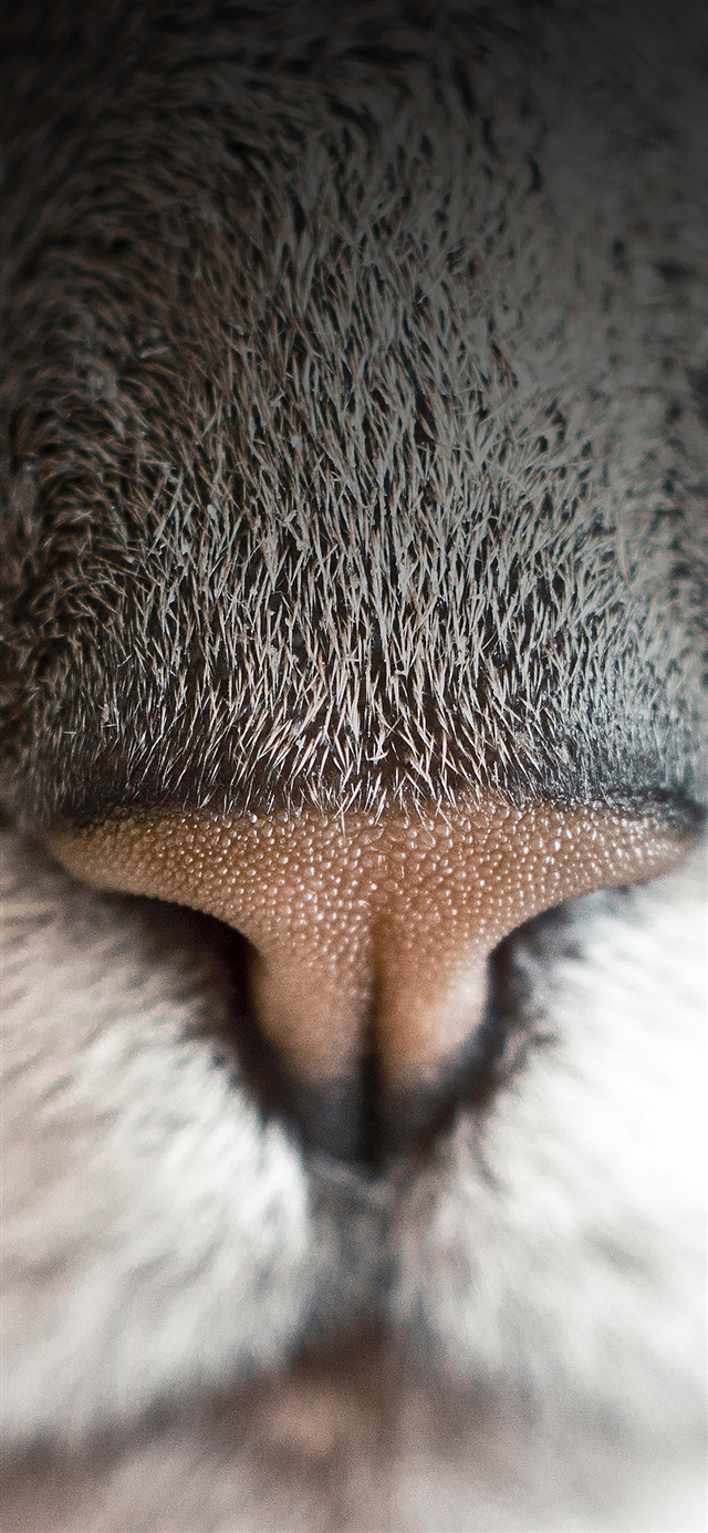 1125x2436 Cat nose close up - black iPhone X Wallpaper