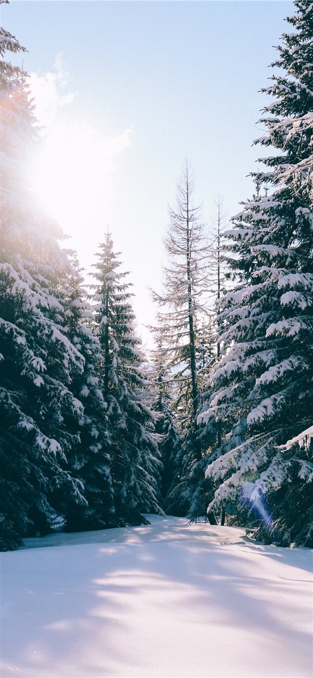 1125x2436 See the beauty around you - tree iPhone X Wallpaper