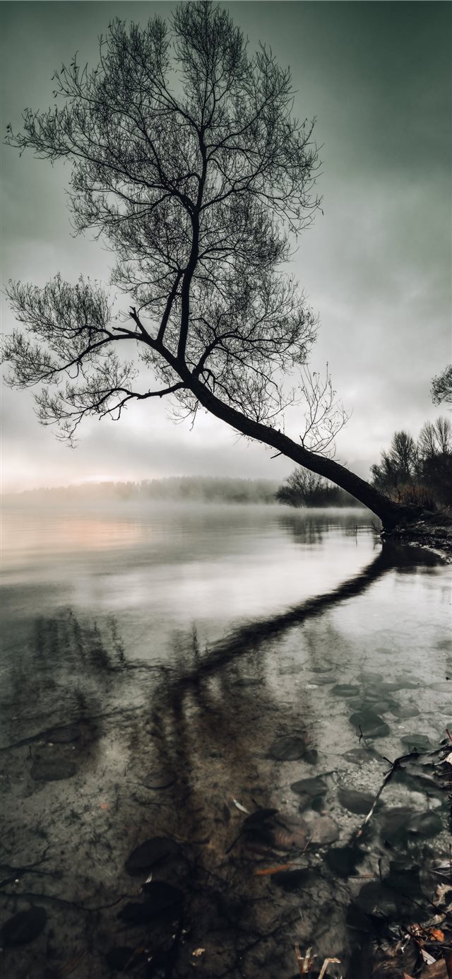 1125x2436 Mysterious sunrise - tree iPhone X Wallpaper