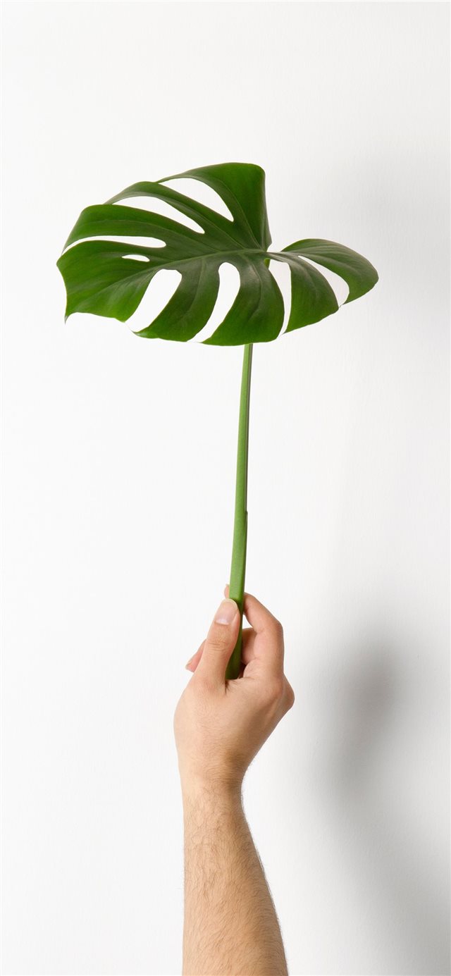 1125x2436 Monstera Leaf - minimal iPhone X Wallpaper