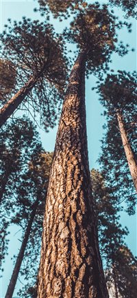 tree wallpaper