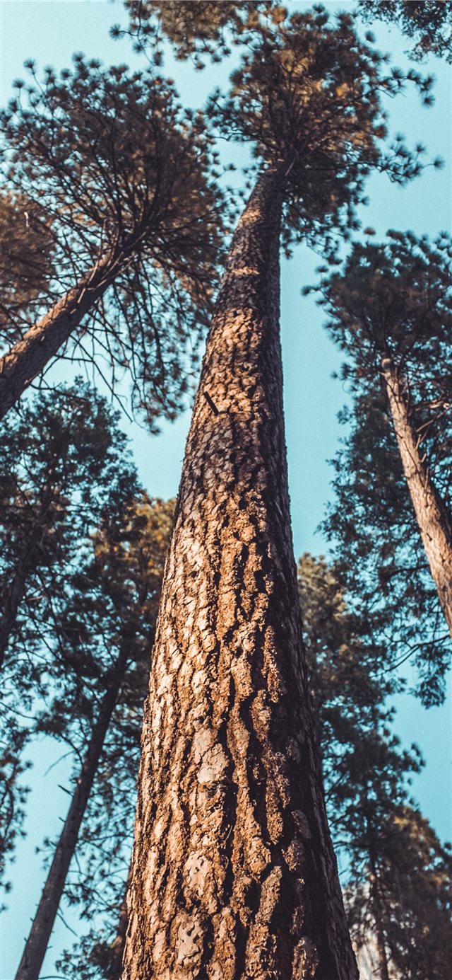 1125x2436 tree - branch iPhone X Wallpaper