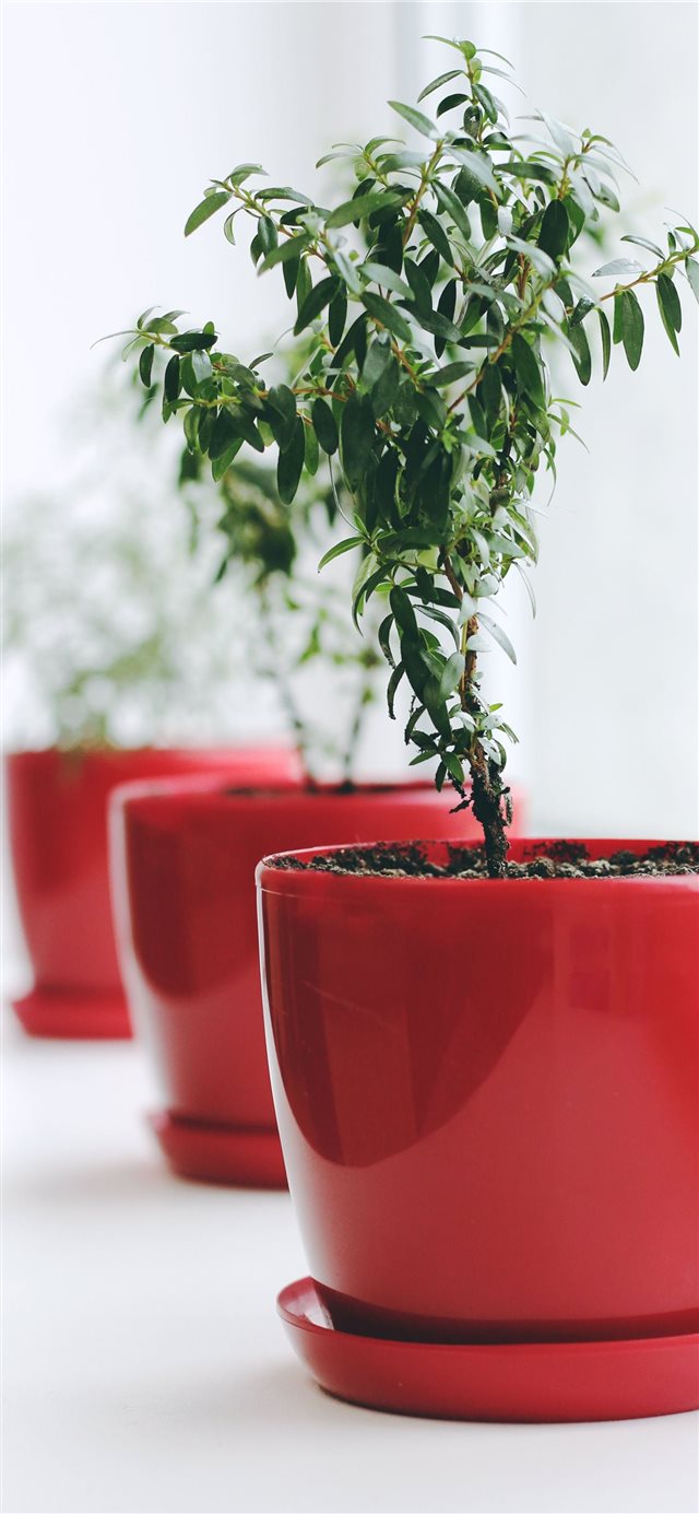 1125x2436 plant - green iPhone X Wallpaper