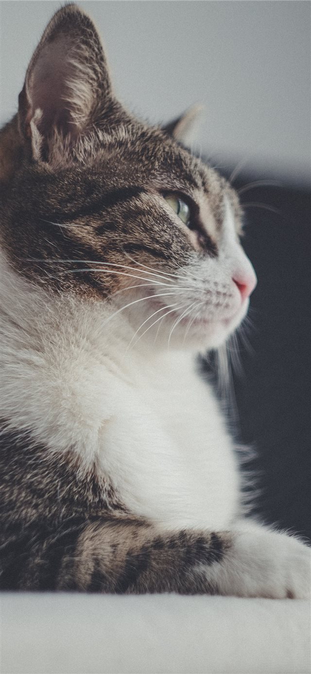 1125x2436 cat - cat iPhone X Wallpaper