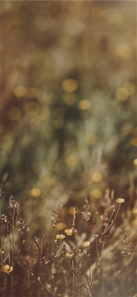 Buttercups  countryside  meadow  wildflowers wallpaper
