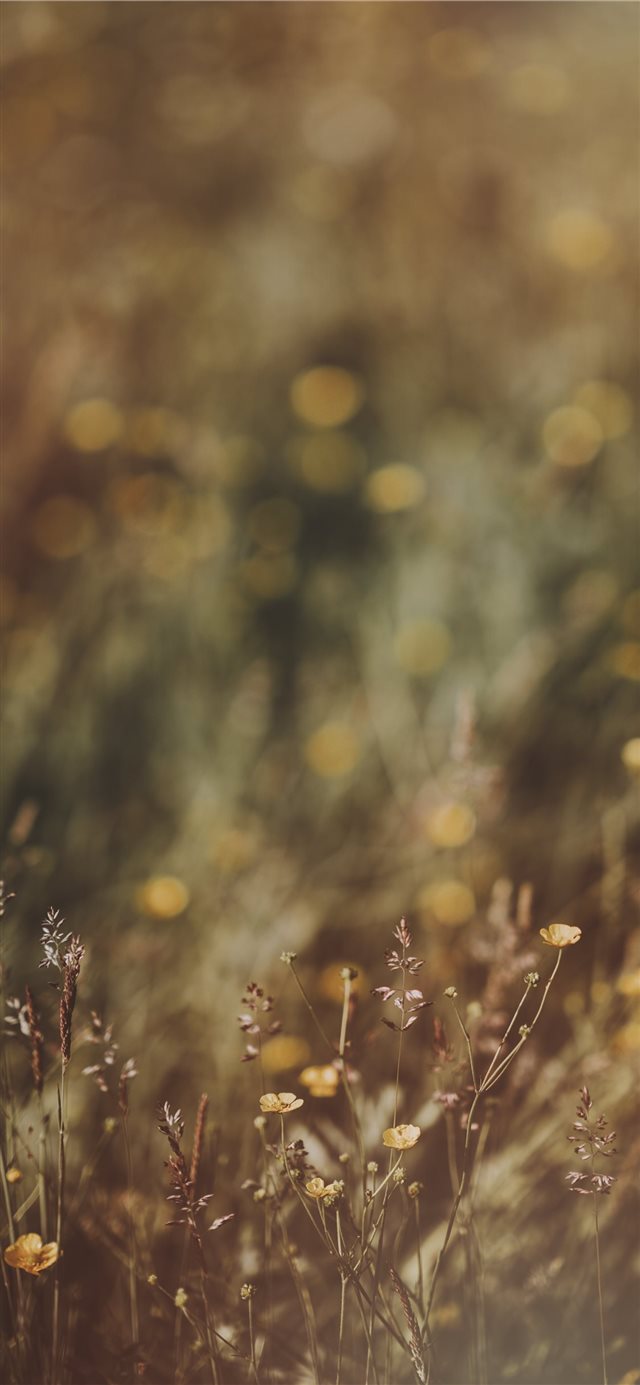 1125x2436 Buttercups  countryside  meadow  wildflowers - meadow iPhone X Wallpaper