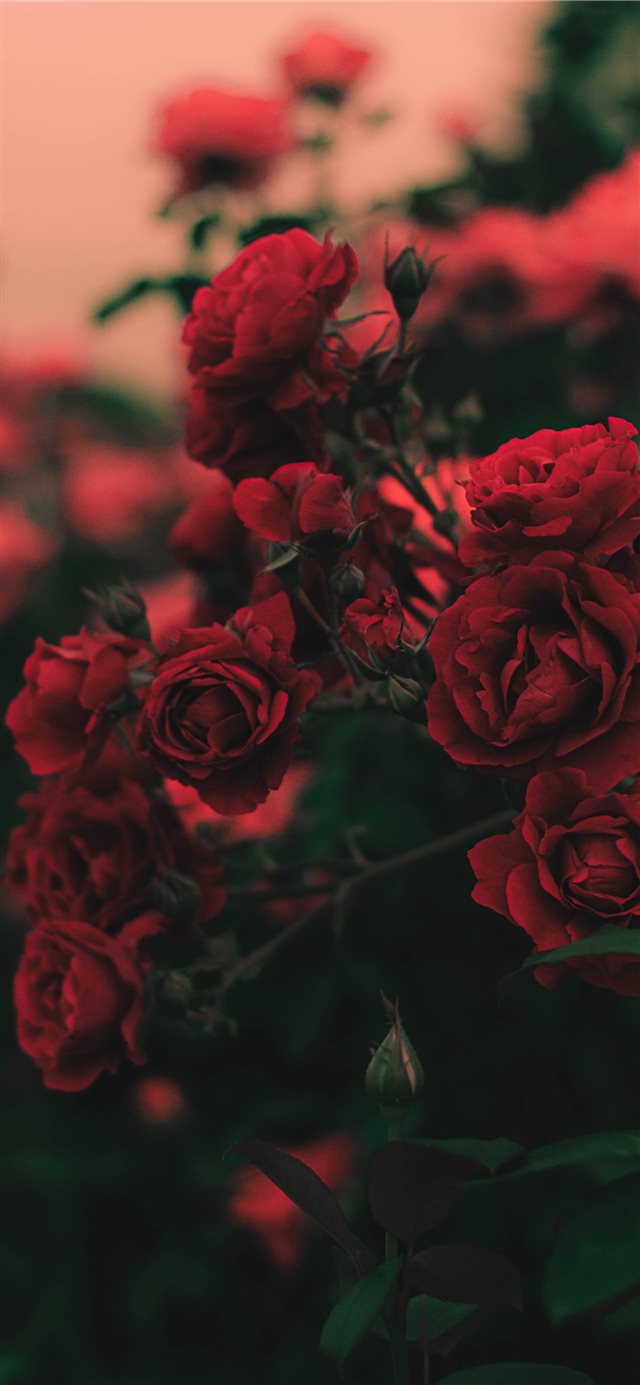 1125x2436 flower -  iPhone X Wallpaper