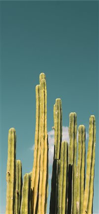 Best Cactus iPhone X HD Wallpapers - iLikeWallpaper