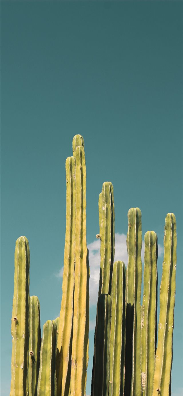 1125x2436 cactus - minimal iPhone X Wallpaper