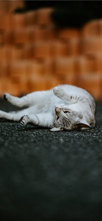 Geneva  Switzerland wallpaper