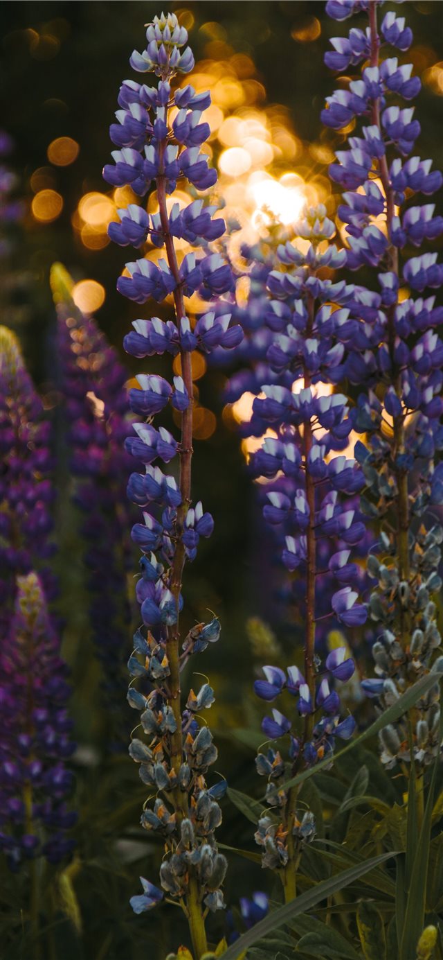 1125x2436 lupine at the sunset bokeh summer - green iPhone X Wallpaper