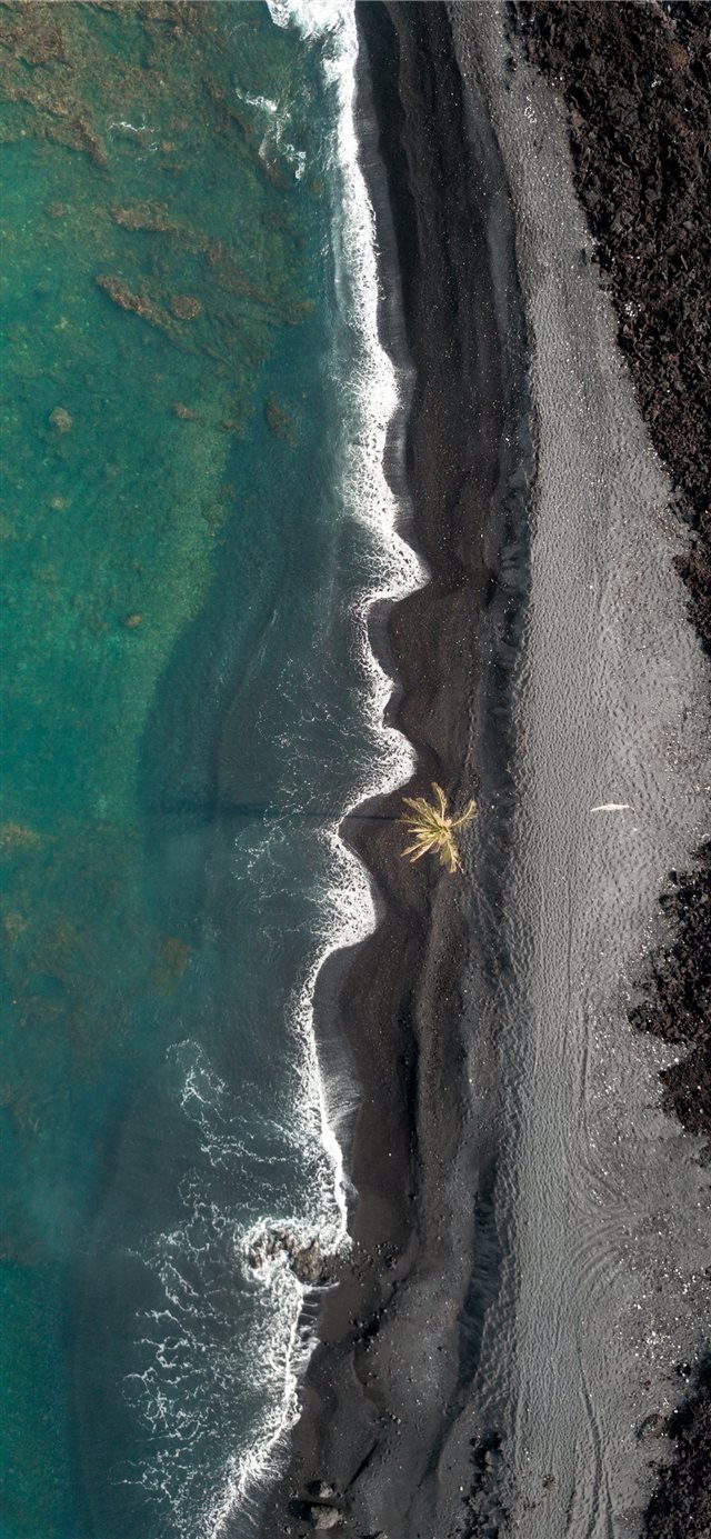 1125x2436 Lone Palm - aerial view iPhone X Wallpaper