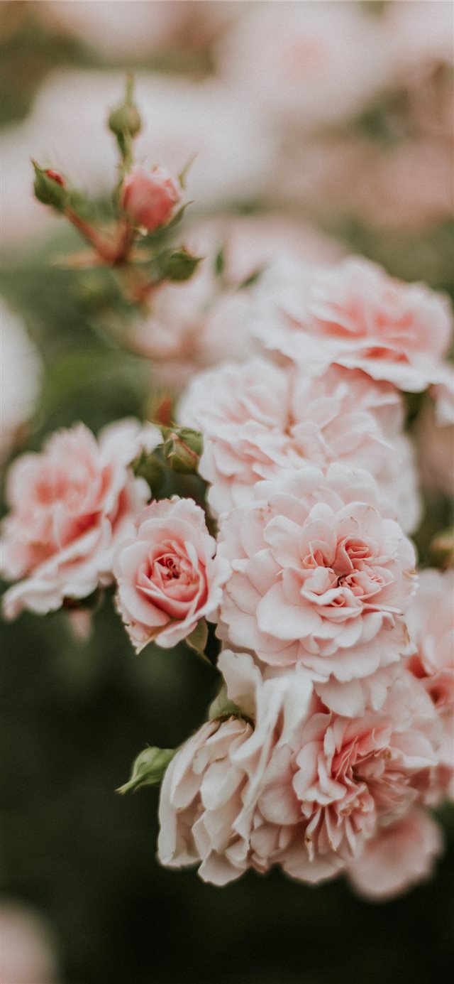 1125x2436 Rundāle Palace  Pilsrundāle  Latvia - summer iPhone X Wallpaper