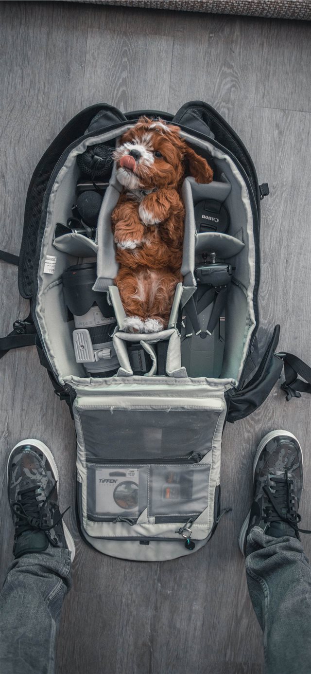 1125x2436 dog - puppy iPhone X Wallpaper