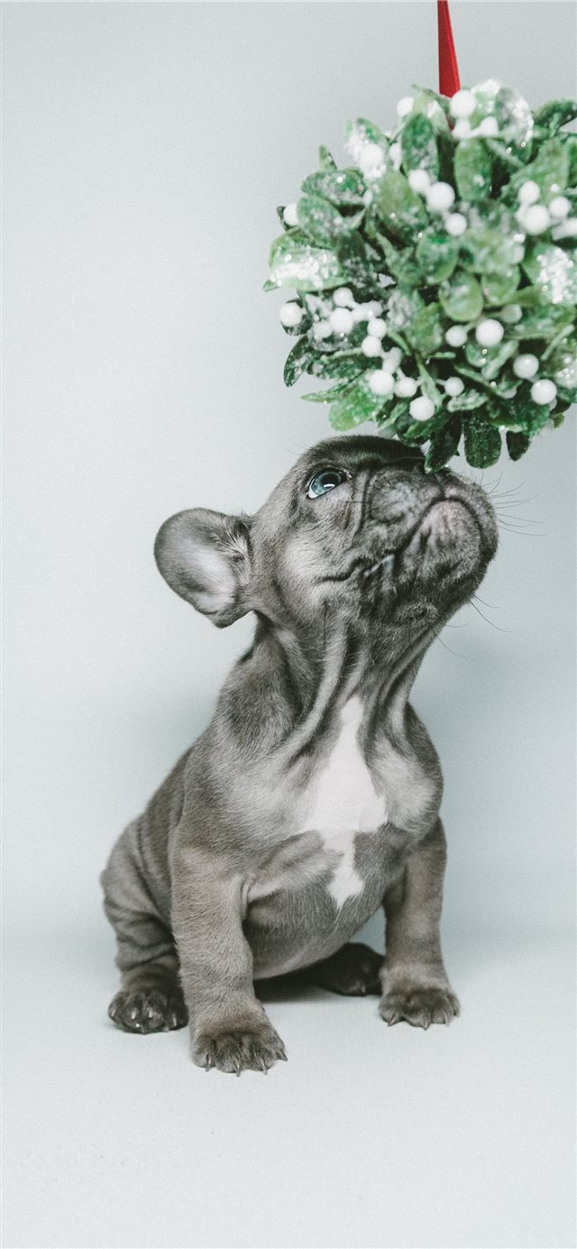 1125x2436 Mistle Pup - pet iPhone X Wallpaper