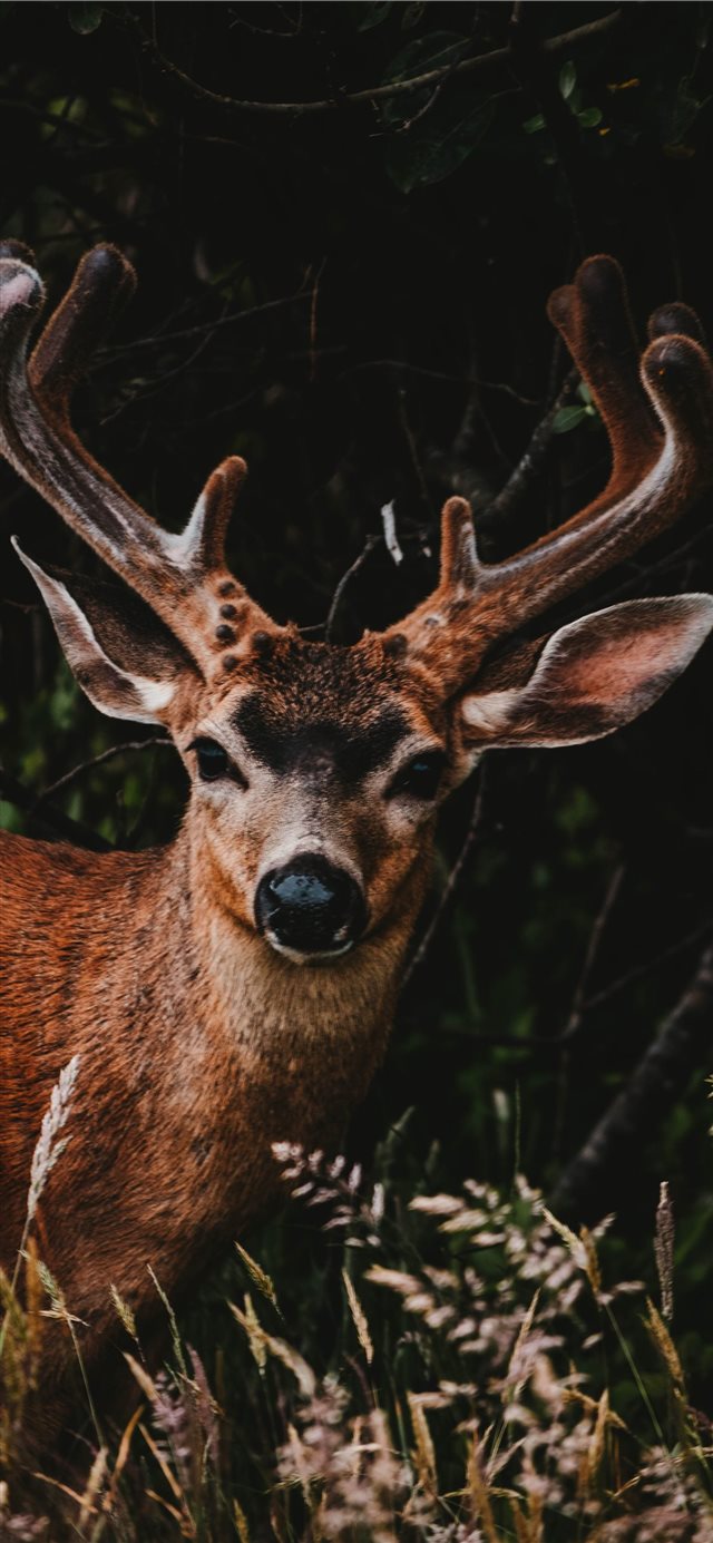 1125x2436 Into the Wild - hiking iPhone X Wallpaper