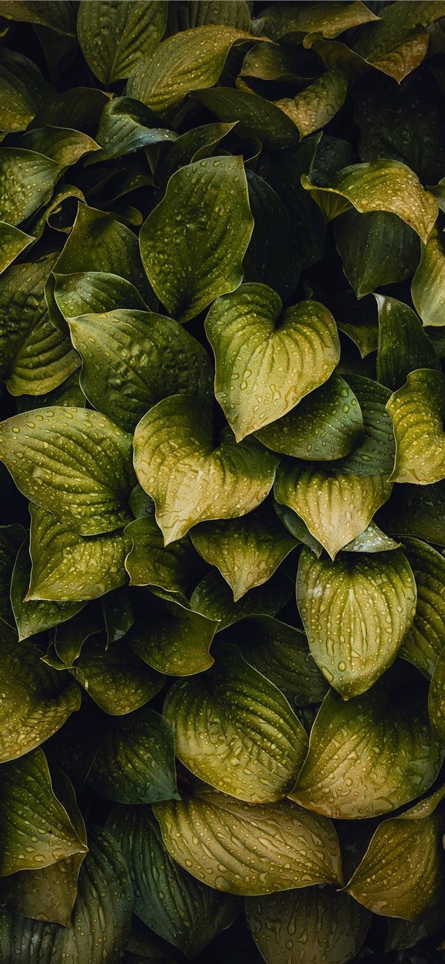 1125x2436 droplet - summer iPhone X Wallpaper