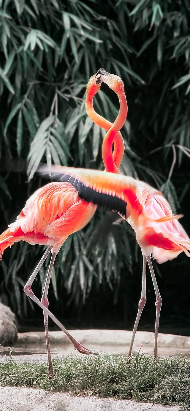 1125x2436 Not alone here  - flamingo iPhone X Wallpaper