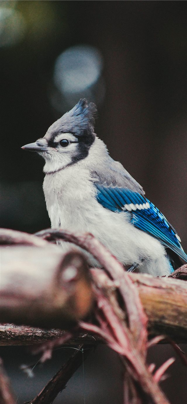1125x2436 Blue Jay - sharp iPhone X Wallpaper