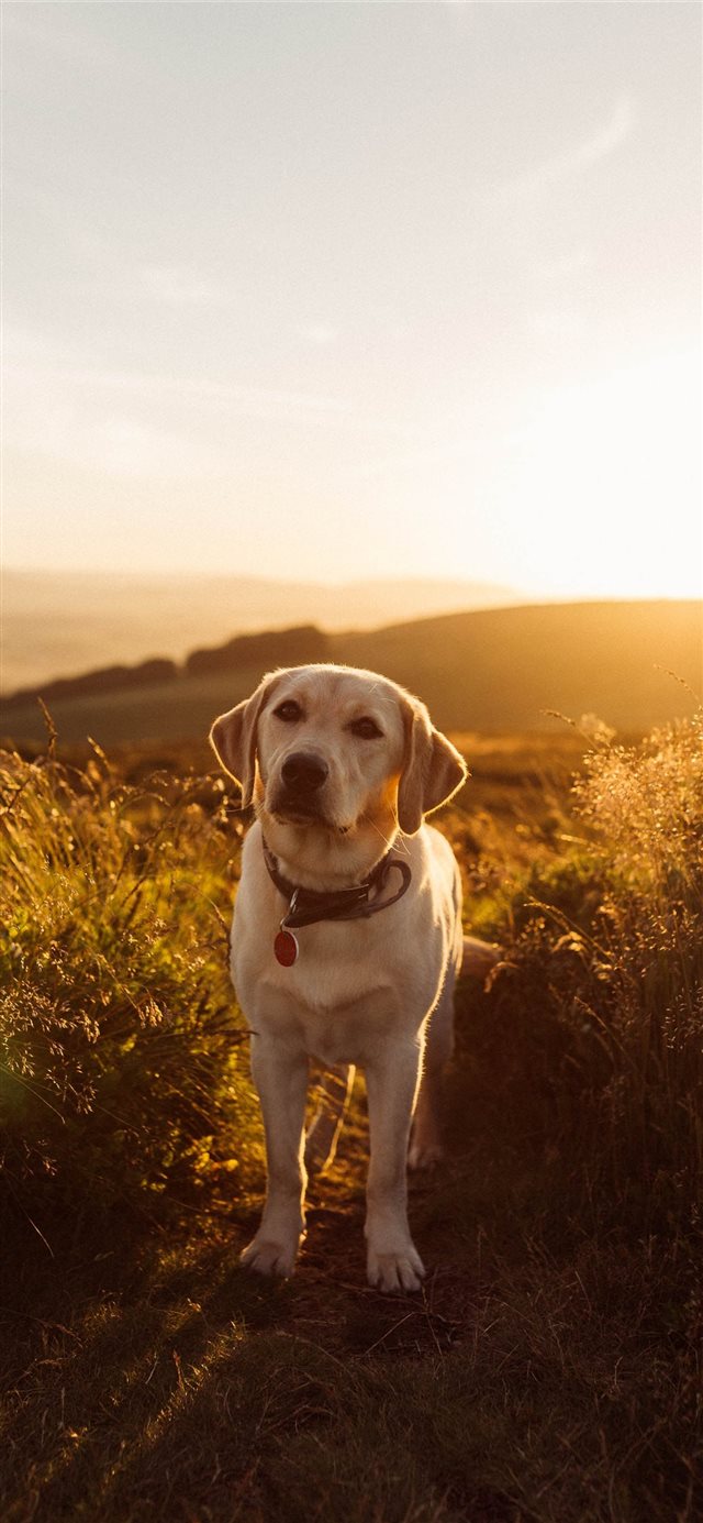 1125x2436 Labrador Sunset - happy iPhone X Wallpaper