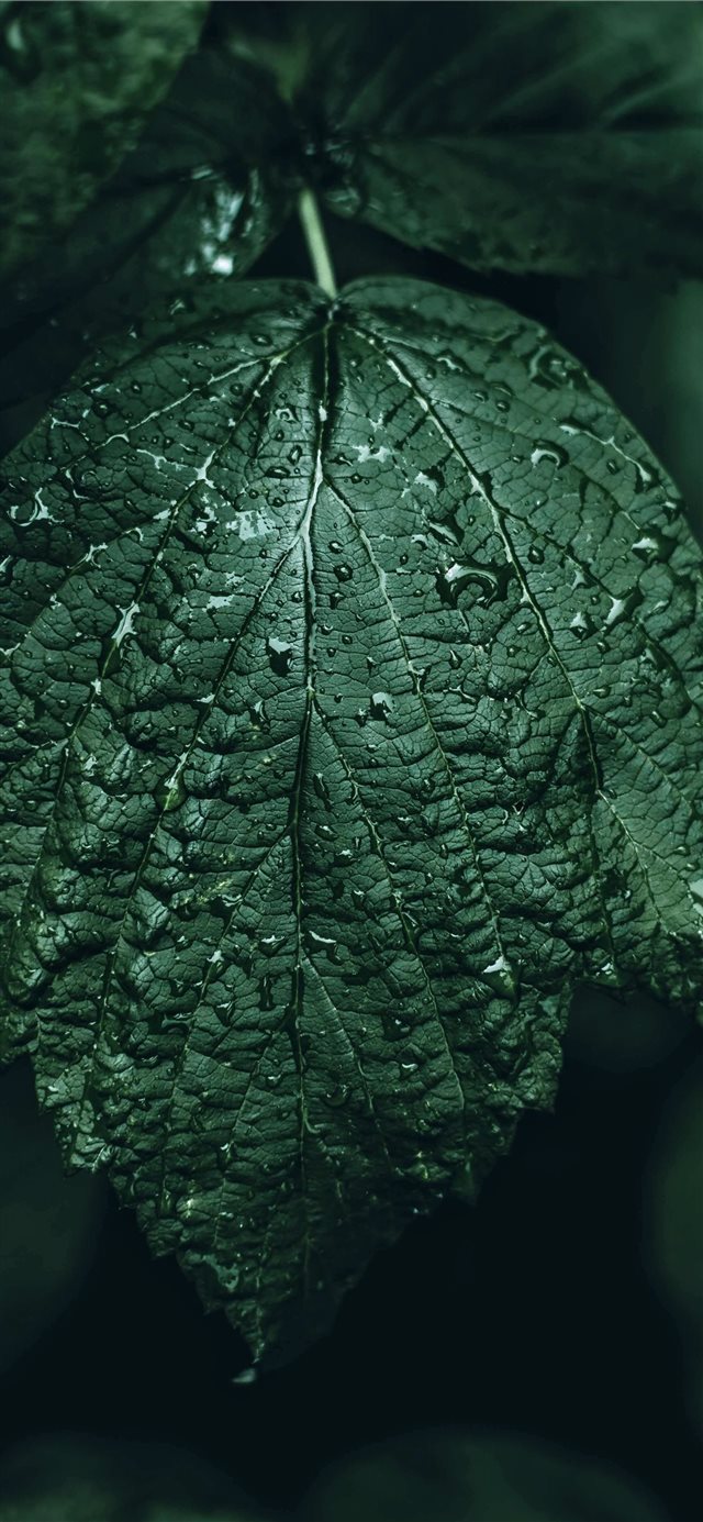 1125x2436 Dark - dew iPhone X Wallpaper