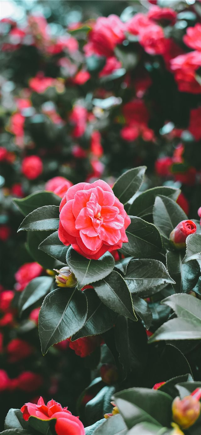 1125x2436 First signs of spring - plant iPhone X Wallpaper
