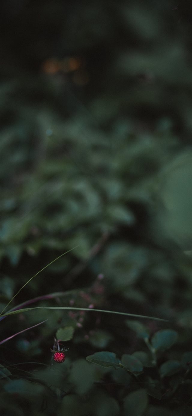 1125x2436 Strawberry - plant iPhone X Wallpaper