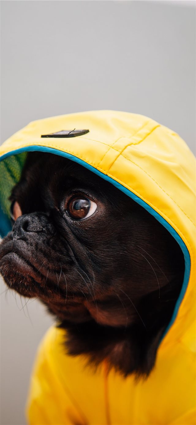 1125x2436 Toshi ready for the rain - weather iPhone X Wallpaper