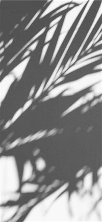 PALM TREE SHADOW wallpaper