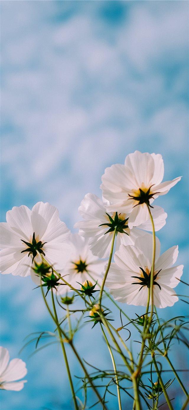 1125x2436 sky - nature iPhone X Wallpaper